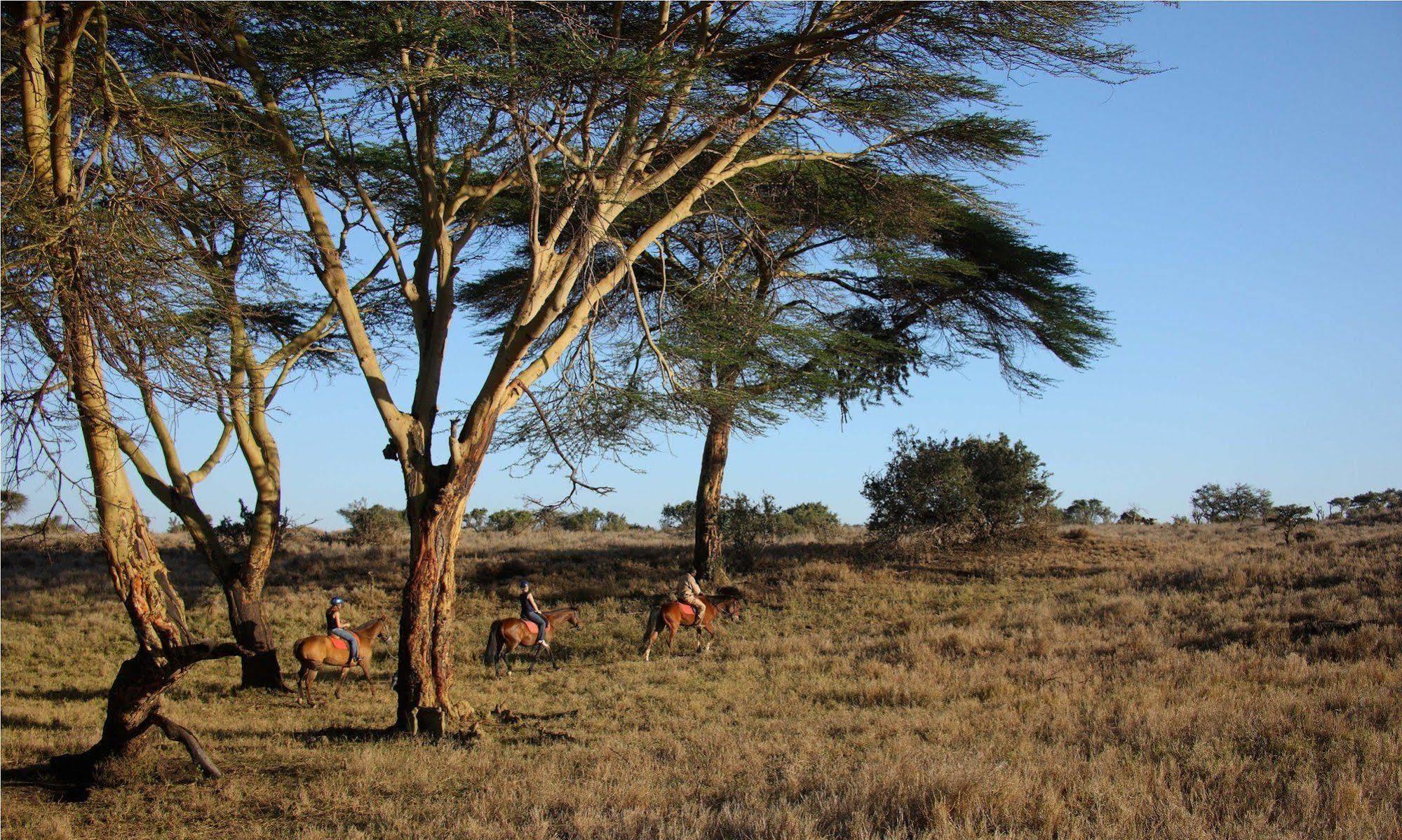 Elewana Lewa Safari Camp Hotel Timau Exterior photo